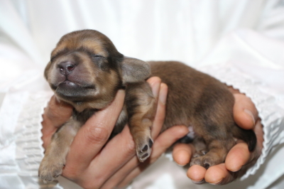 ミニチュアダックスの子犬、シェイデッドイエローオス、生後1週間画像