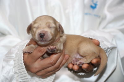 ミニチュアダックスの子犬、イエロー(クリーム)メス、生後1週間画像