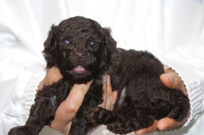 トイプードルブラウンの子犬メス、生後4週間画像