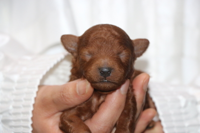 トイプードルレッドの子犬メス2頭、生後1週間画像