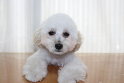 タイニープードルホワイトの子犬メス、生後5ヵ月画像