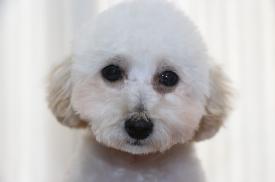 タイニープードルホワイトの子犬メス、生後5ヵ月画像