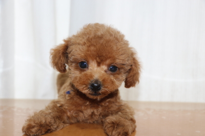 ティーカッププードルレッドの子犬オス、生後2ヵ月画像