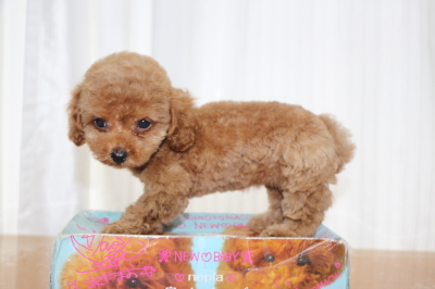 タイニープードルレッドの子犬メス、生後2ヵ月画像