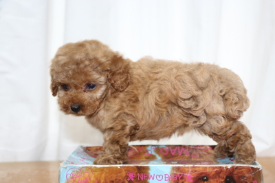 ティーカッププードルレッドの子犬メス、生後7週間画像