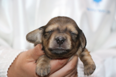 ミニチュアダックスの子犬、シェイデッドイエロー(クリーム)オス、生後2週間画像