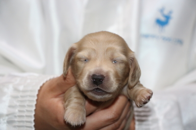 ミニチュアダックスの子犬、イエロー(クリーム)メス、生後2週間画像