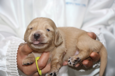 ミニチュアダックスの子犬、イエロー(クリーム)メス、生後2週間画像