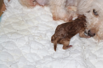 トイプードルレッドの子犬、産まれたばかり画像
