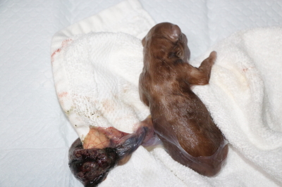 トイプードルアプリコットの子犬、産まれたばかり画像