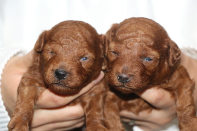 トイプードルレッドの子犬メス2頭、生後2週間画像