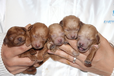 トイプードルの子犬、レッドオス1頭メス1頭アプリコットメス3頭、生後3日画像