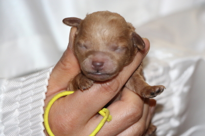 トイプードルアプリコットの子犬メス、生後3日画像