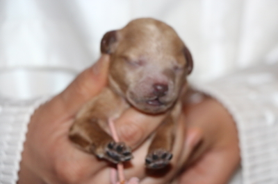 トイプードルアプリコットの子犬メス、生後3日画像