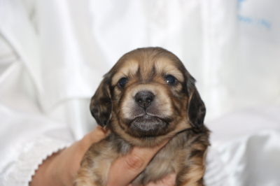 ミニチュアダックスの子犬、シェイデッドイエロー(クリーム)オス、生後3週間画像