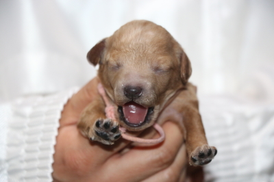 トイプードルアプリコットの子犬メス、生後1週間画像