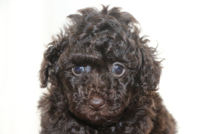 トイプードルブラウンの子犬メス、生後6週間画像