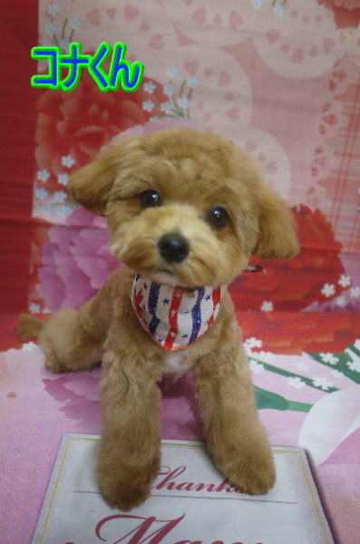 千葉県船橋市のマルプーのトリミング画像