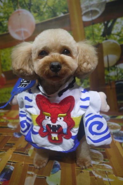 千葉県船橋市のトイプードルのトリミング画像