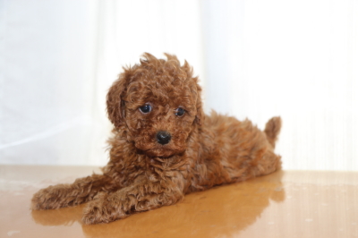 タイニープードルレッドの子犬メス、生後6週間画像
