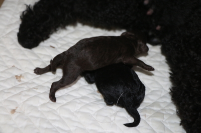 トイプードルブラックとブラウンの子犬メス、産まれたばかり画像