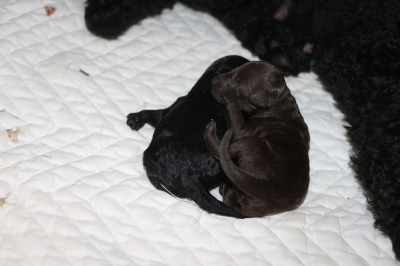 トイプードルブラックとブラウンの子犬メス、産まれたばかり画像