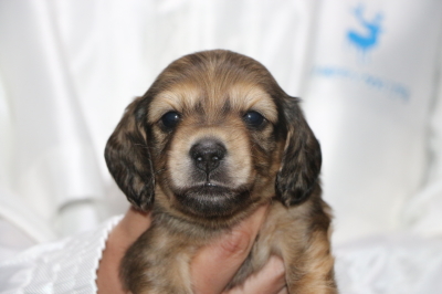 ミニチュアダックスの子犬、シェイデッドイエロー(クリーム)オス生後4週間画像