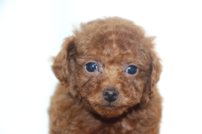 ティーカッププードルレッドの子犬メス、生後7週間画像