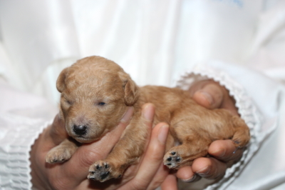 トイプードルアプリコットの子犬メス、生後2週間画像