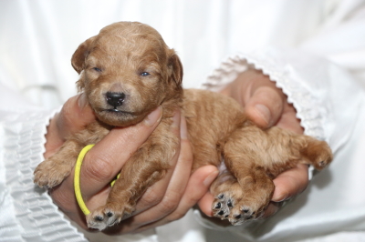 トイプードルアプリコットの子犬メス、生後2週間画像