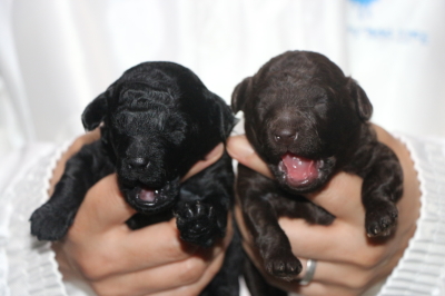 トイプードルブラック(黒色)とブラウンの子犬メス、生後1週間画像