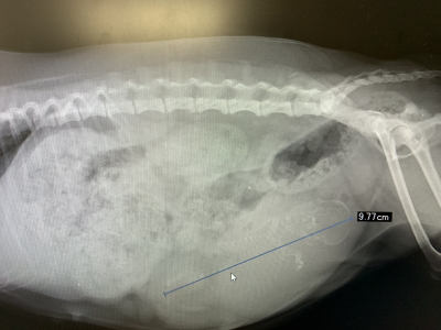 タイニープードルホワイト(白色)妊娠犬のレントゲン画像