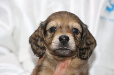 ミニチュアダックスの子犬、シェイデッドイエローオス、生後5週間画像