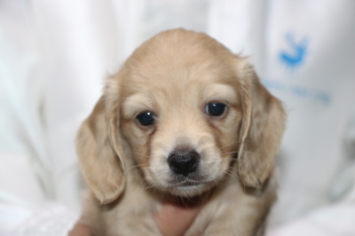 ミニチュアダックスの子犬、イエローメス、生後5週間画像