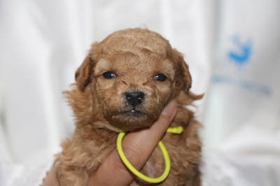 トイプードルアプリコットの子犬メス、生後3週間画像