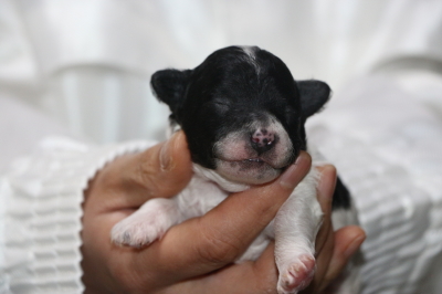 トイプードル白黒パーティーカラーの子犬メス、生後1週間画像