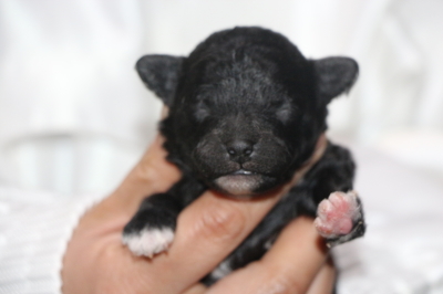 トイプードルブラック＆ホワイトパーティーカラーの子犬メス、生後1週間画像
