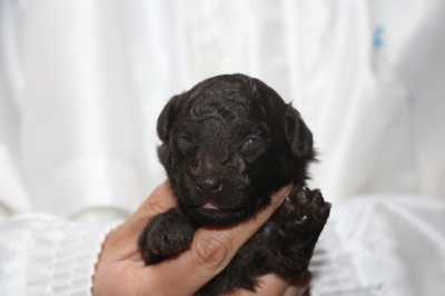トイプードルブラウンの子犬メス、生後2週間画像
