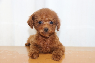 ティーカッププードルレッドの子犬メス、生後２ヵ月画像
