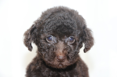 プードルブラウンの子犬メス、生後2ヵ月画像