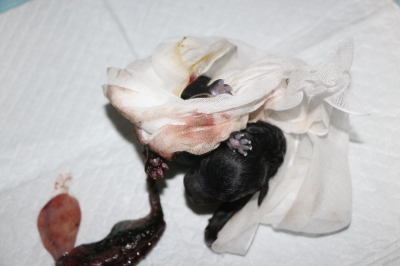 トイプードルシルバーの子犬メス、産まれたばかり画像