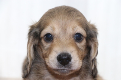 ミニチュアダックスシェイデッドイエロー(クリーム)の子犬オス、生後6週間画像