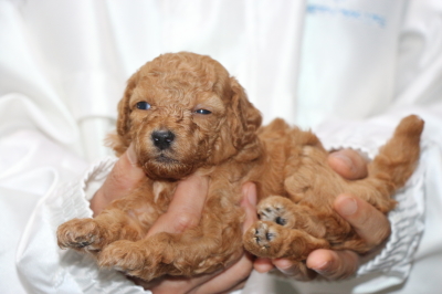 トイプードルレッドの子犬メス、生後4週間画像