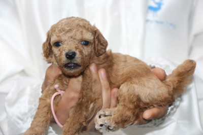 トイプードルアプリコットの子犬メス、生後4週間画像