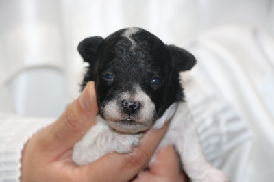 トイプードル白黒パーティーカラーの子犬メス、生後2週間画像