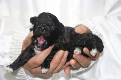 トイプードルシルバー＆ホワイトパーティーカラーの子犬メス、生後2週間画像