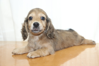 ミニチュアダックスの子犬、シェイデッドイエローオス、生後7週間画像