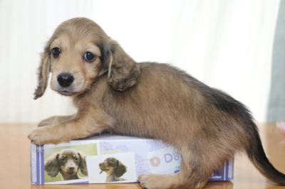ミニチュアダックスの子犬、シェイデッドイエローオス、生後7週間画像
