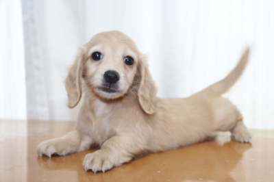 ミニチュアダックスの子犬、イエローメス、生後7週間画像