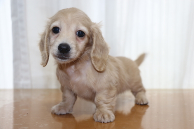 ミニチュアダックスの子犬、イエローメス、生後7週間画像